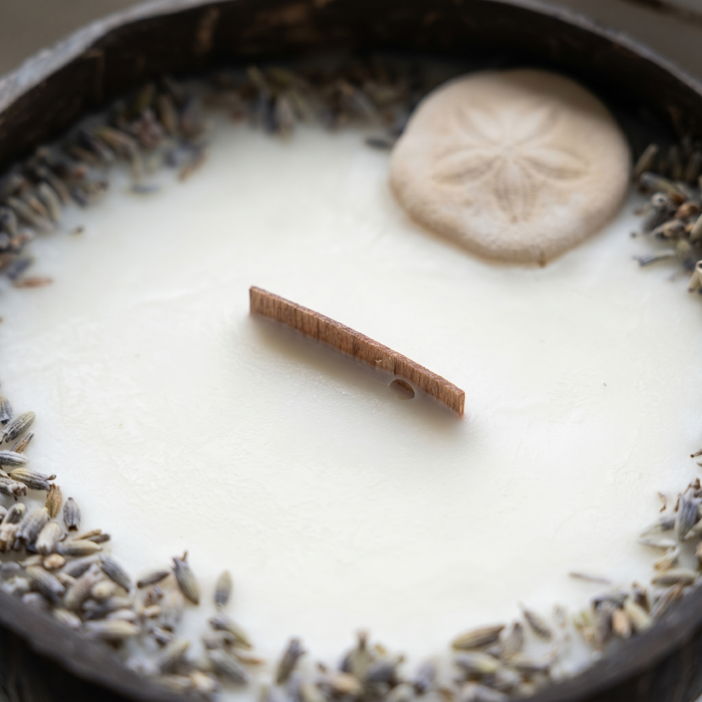 Bougie Sand Dollar - Noix de Coco & Mythe de l'Atlantide